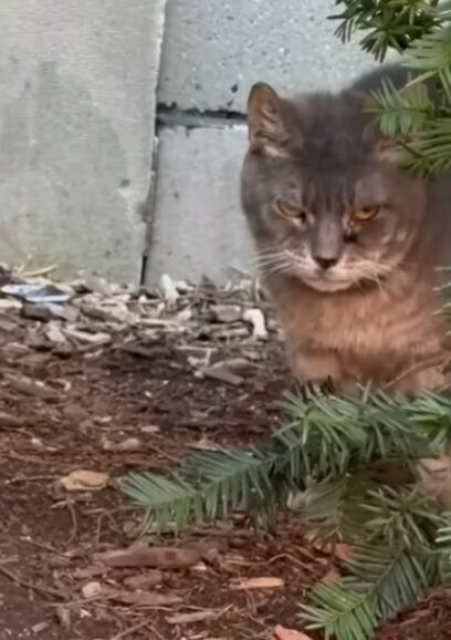 野良猫 老猫