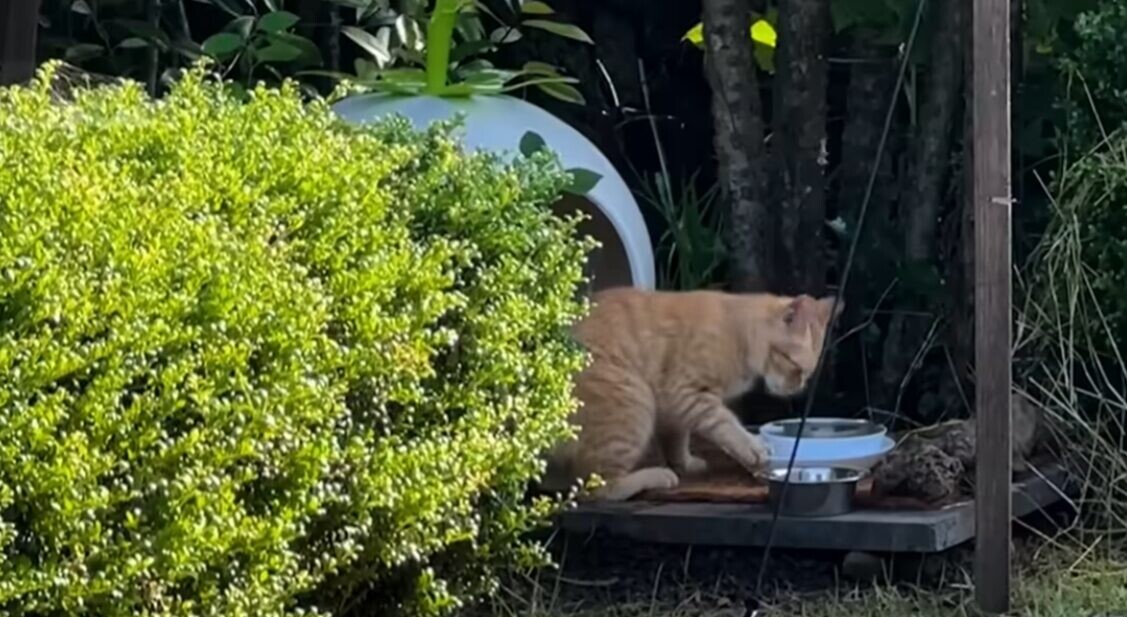 猫 ご飯