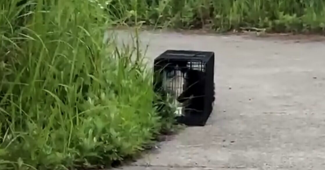 捕獲機 猫