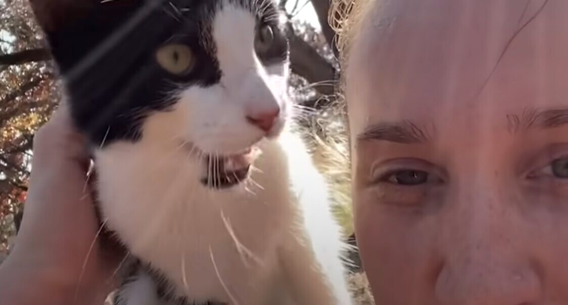 子猫 保護