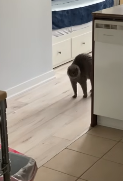 犬を警戒する猫