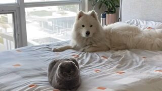 犬　猫