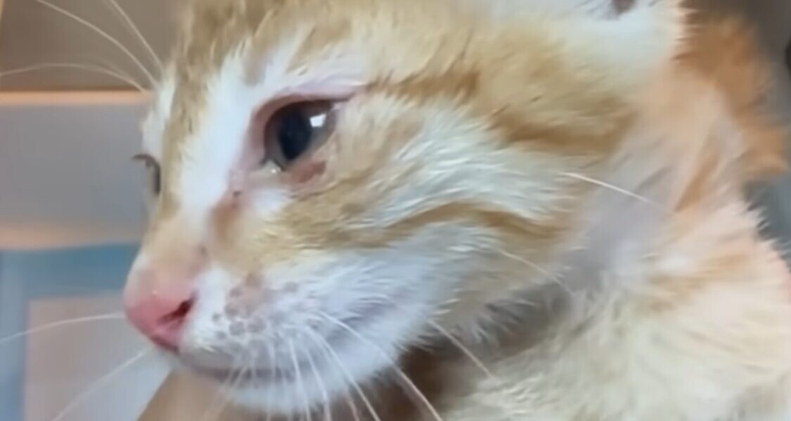 子猫 保護