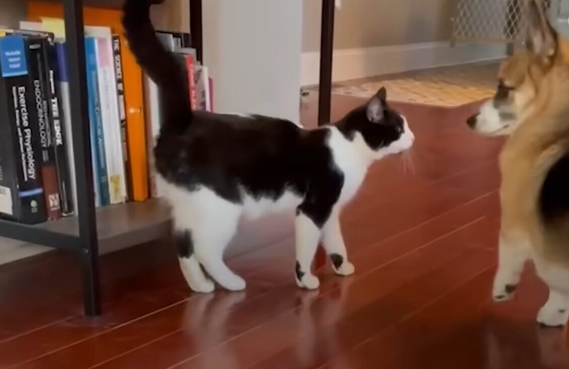 犬 猫