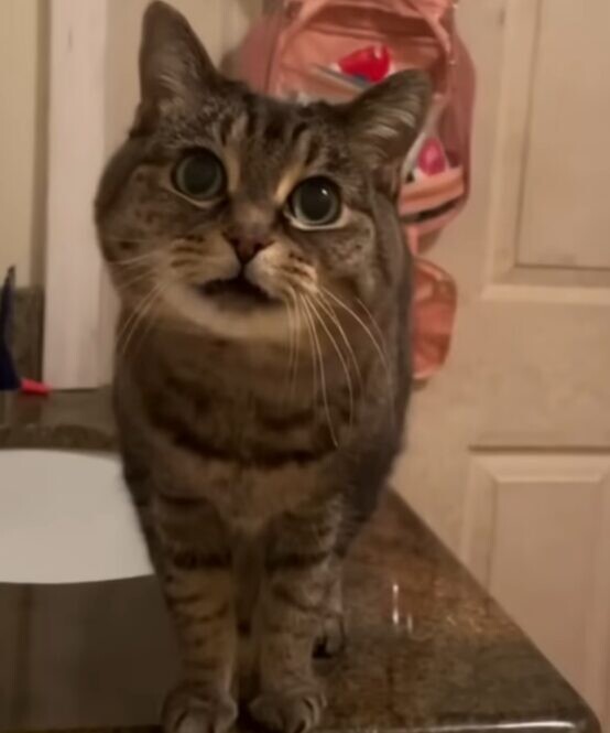 14歳 シニア猫