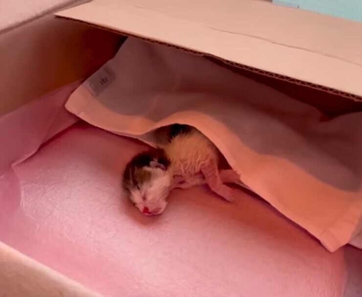 子猫 衰弱