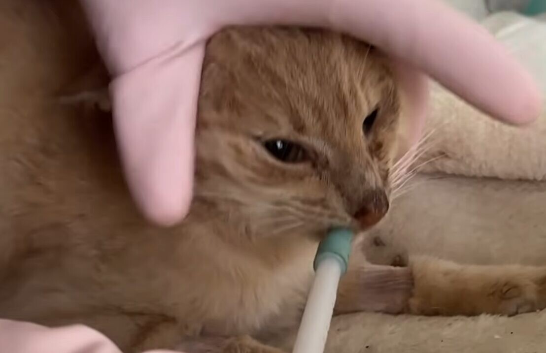 動物病院 猫