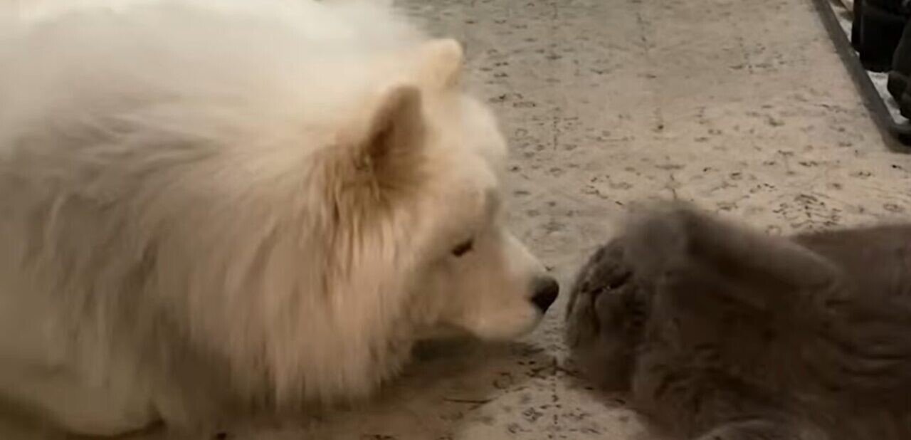 犬を警戒する猫