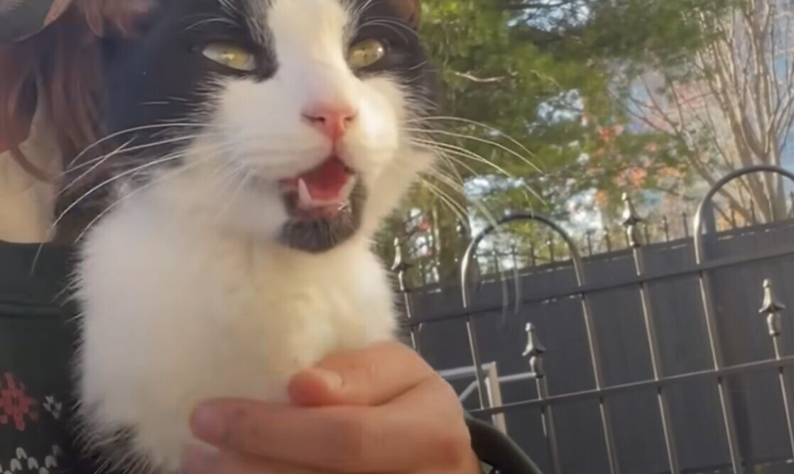 子猫 保護