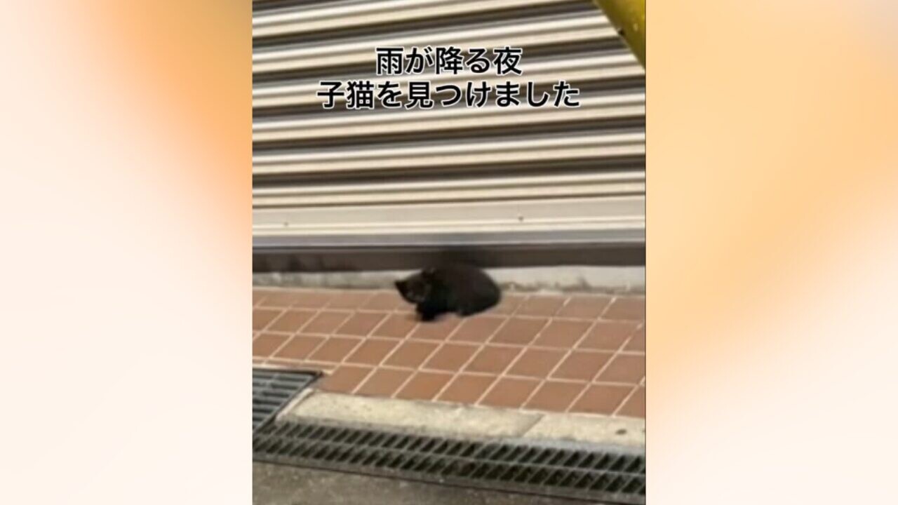 雨に濡れている黒い子猫