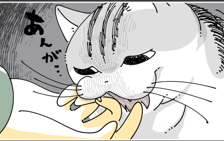 【ねこぷー】4月26日 ×2 ねこナビ｜猫専門メディア