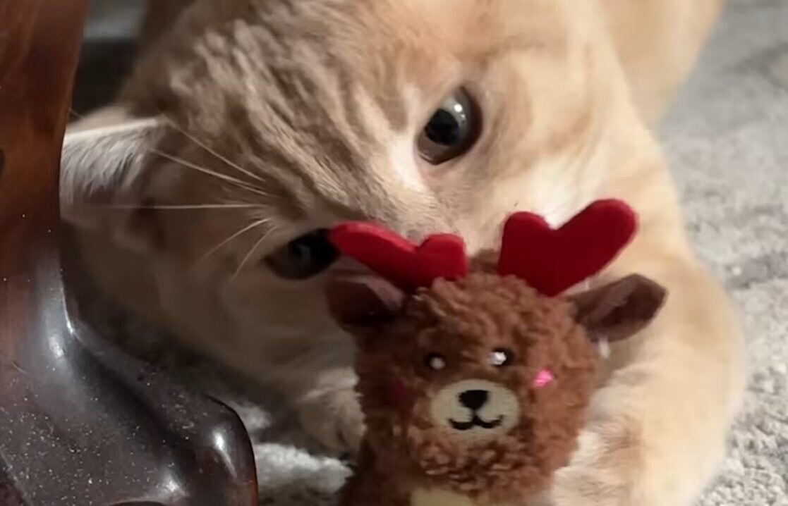 おもちゃ 猫