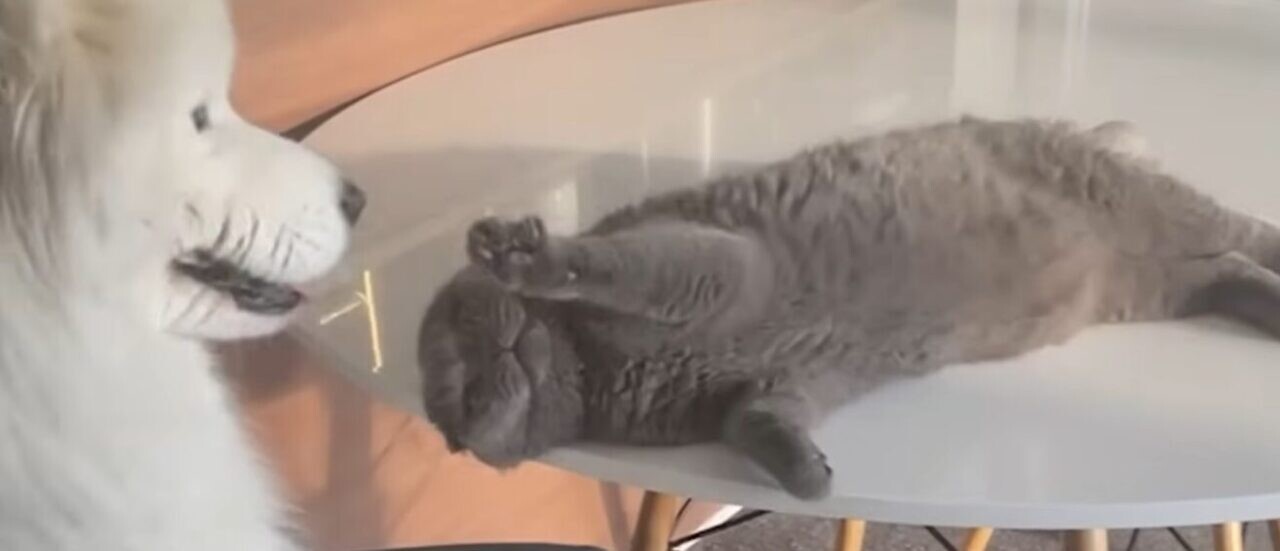 犬 猫パンチ