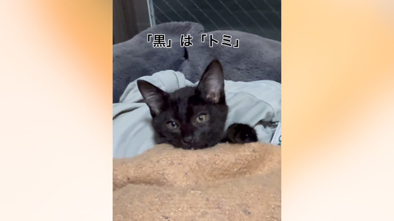 布団で眠る黒い子猫