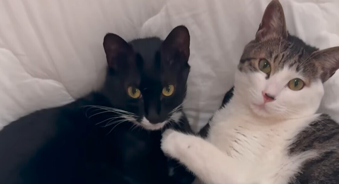 子猫 成長