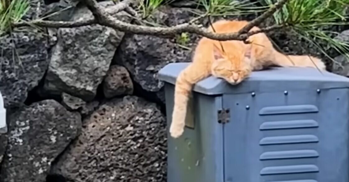 眠る茶トラ猫