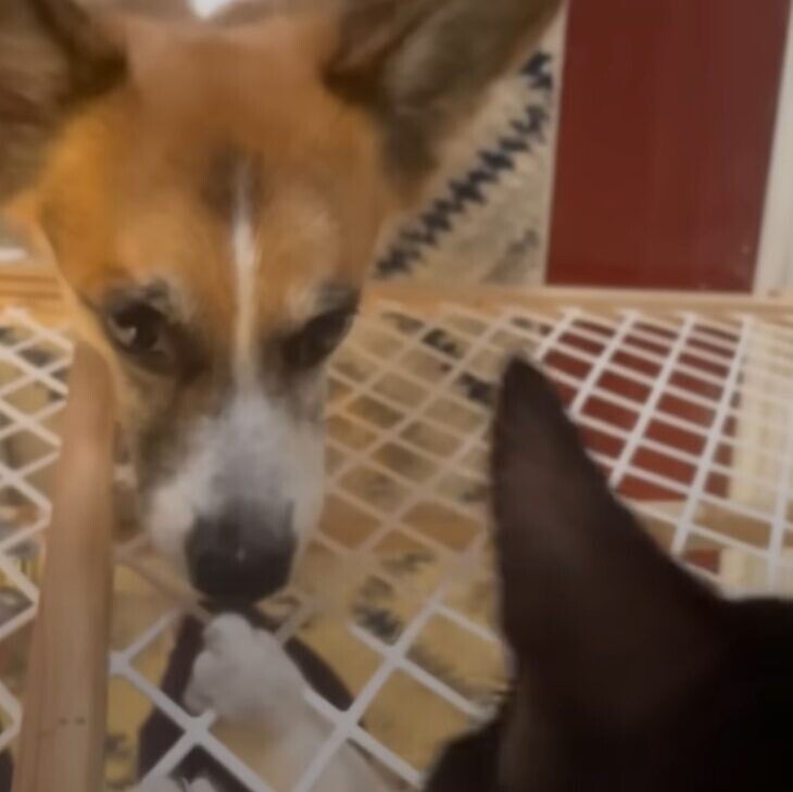 犬 子猫