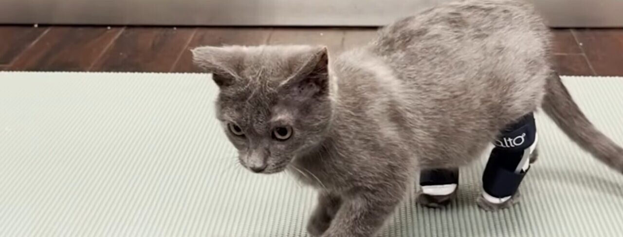 子猫 装具