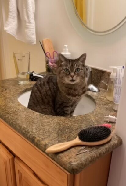 洗面所 猫