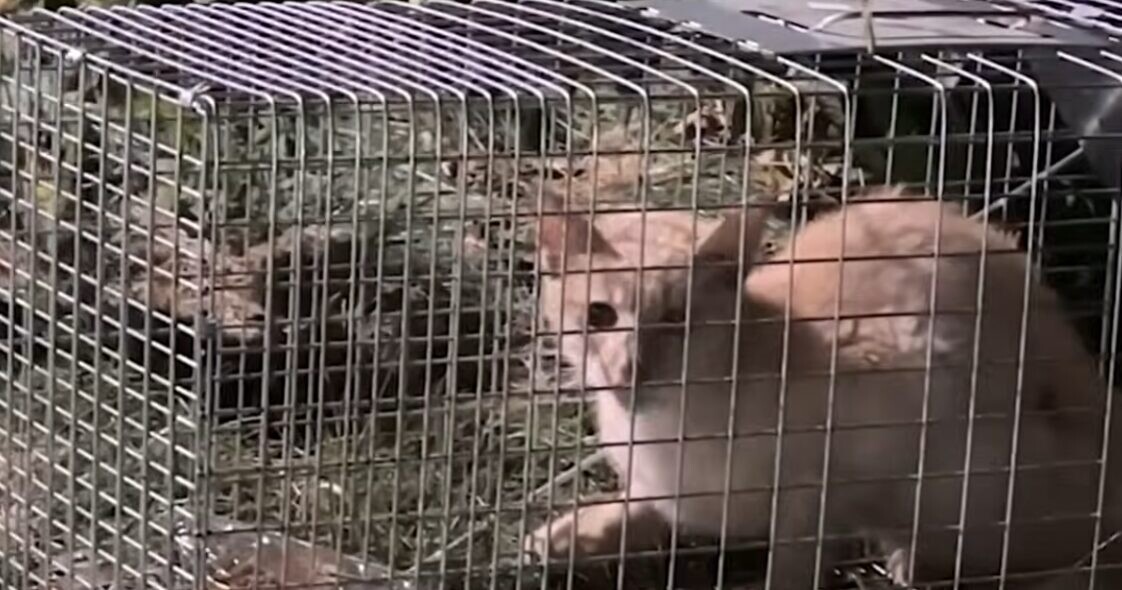 野良猫 捕獲機