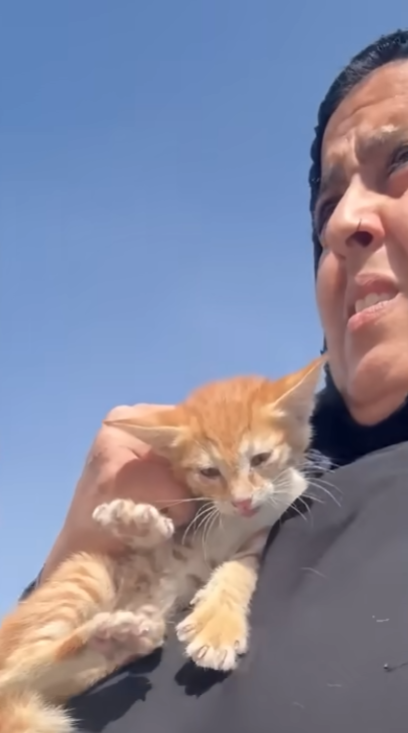 子猫 保護