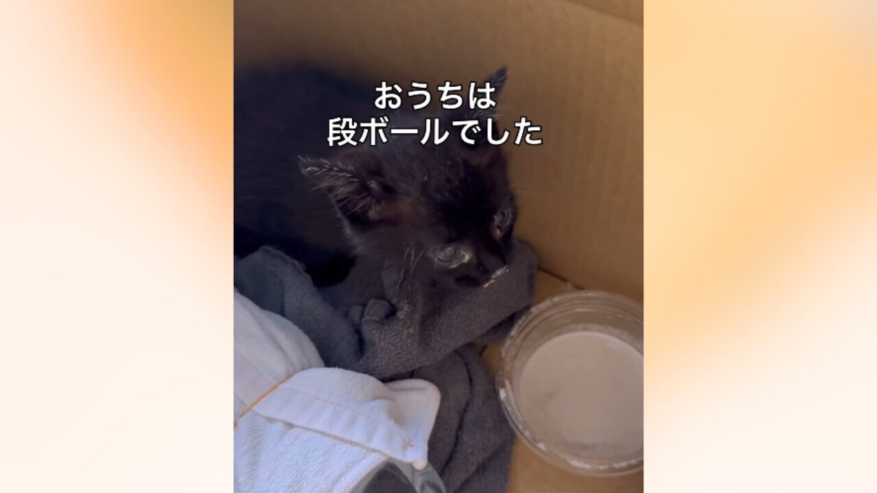 段ボールの中に保護された黒い子猫
