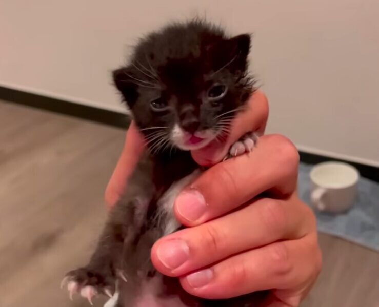 子猫 保護