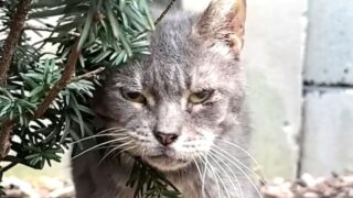 老猫　保護