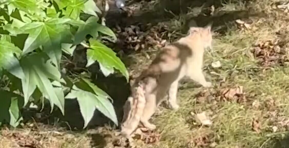 ガリガリの猫 保護