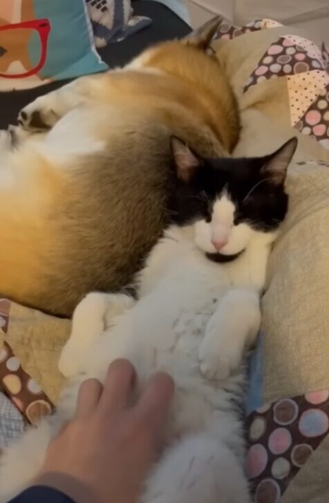 犬 猫