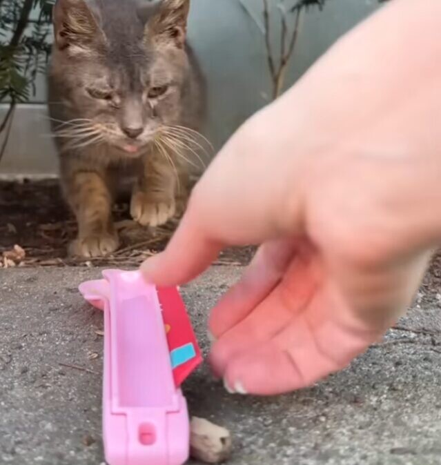 老猫 保護
