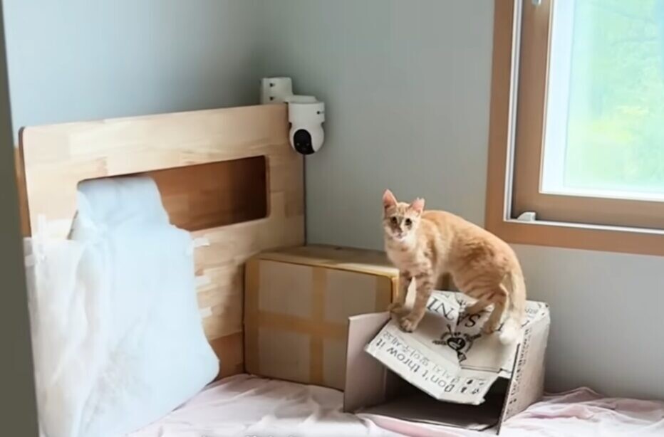 家の中 茶トラ猫