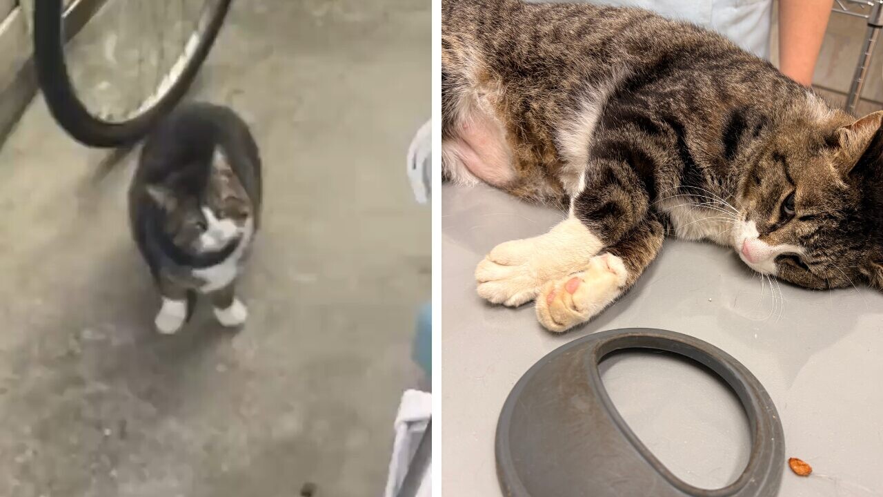 野良猫の首に不自然な「輪っか」……保護して判明した正体に「無事で