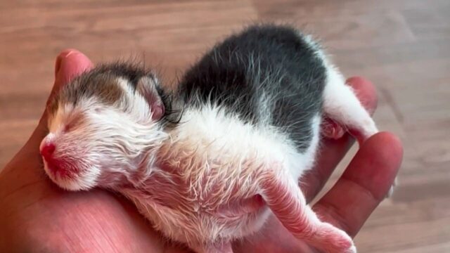 ねこナビ｜猫専門メディア