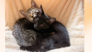 仲良く抱き合うトヨとトミのトヨトミ兄弟