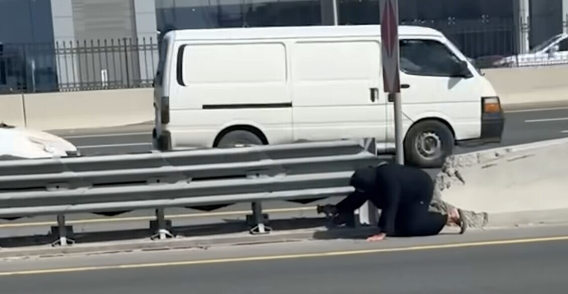 子猫 保護