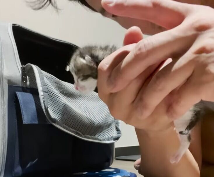子猫 ケア