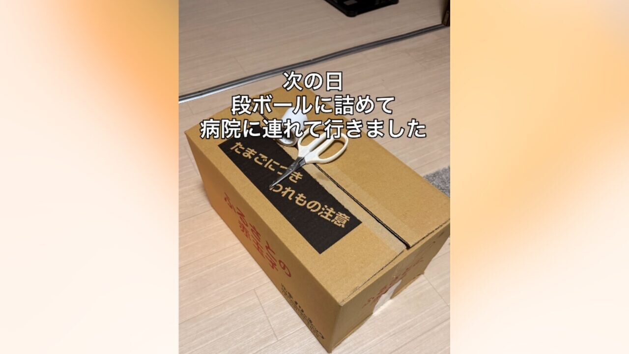 段ボールに黒い子猫をつめて病院へいく