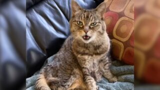 14歳　シニア猫