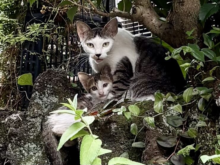 保護 親子猫