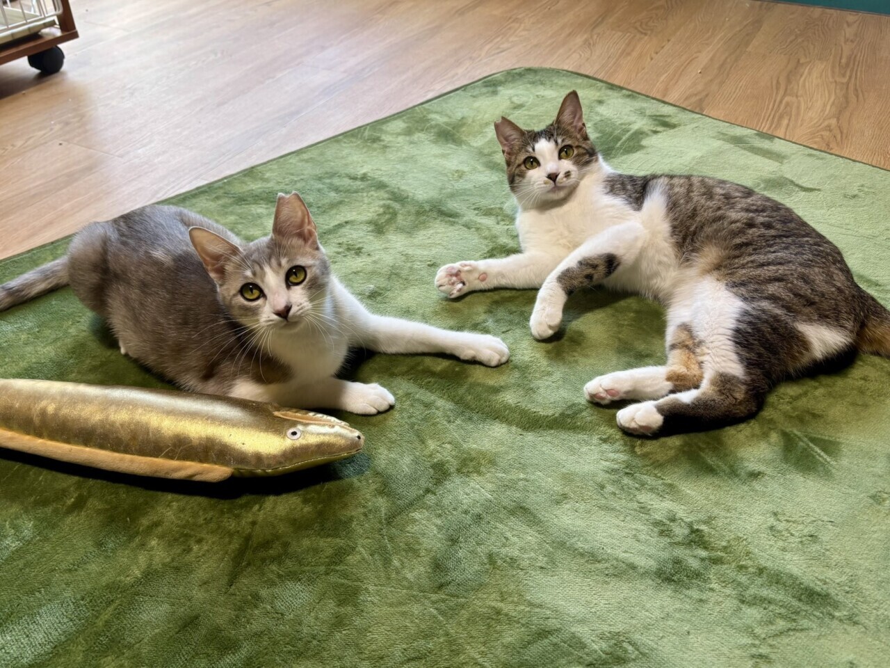 泥猫シェルター 泥猫倶楽部