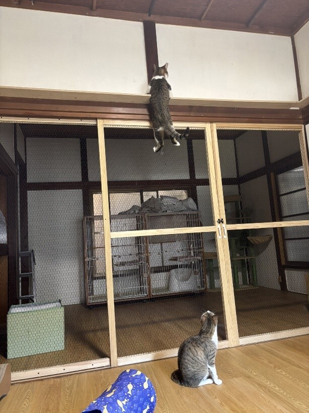 泥猫シェルター 泥猫倶楽部