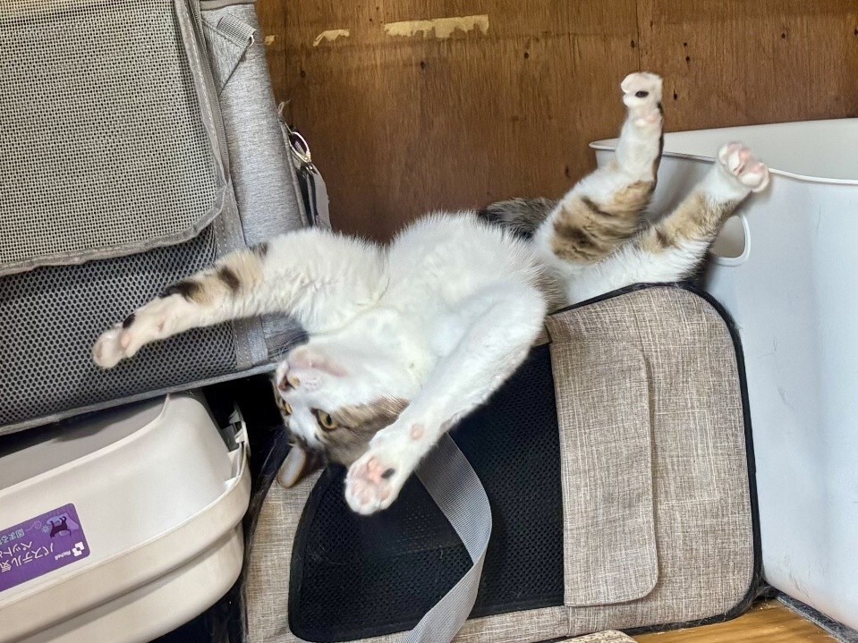 泥猫シェルター 泥猫倶楽部