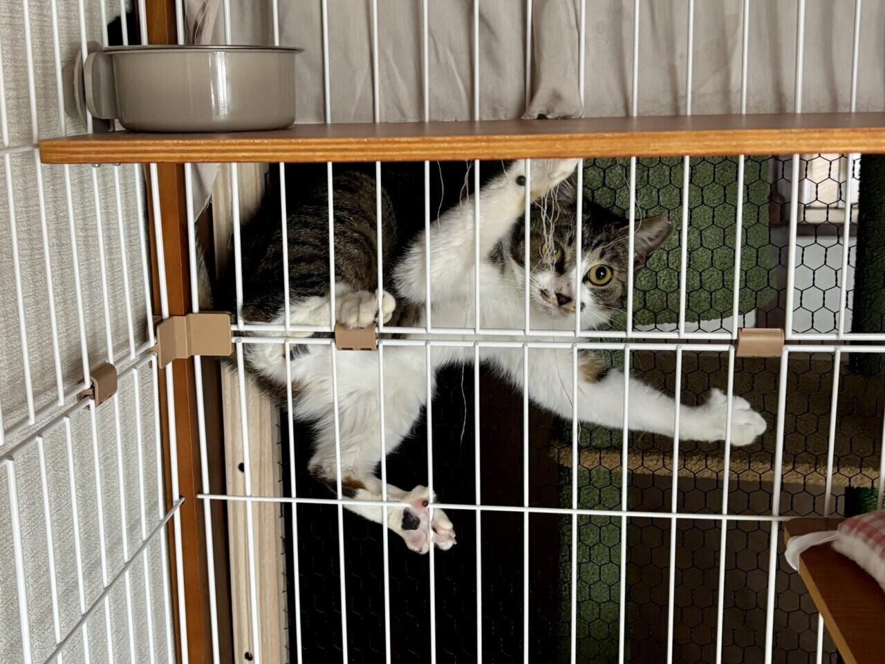泥猫シェルター 泥猫倶楽部