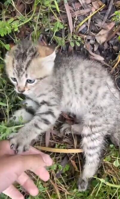 保護猫 てんちゃん