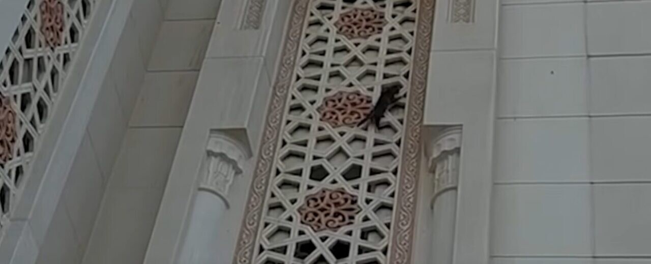猫 救助
