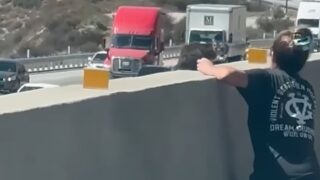 高速道路　猫　保護