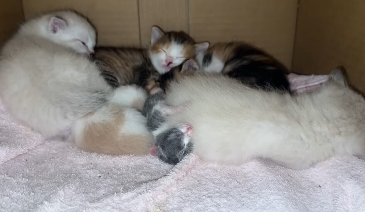 生まれたての子猫 保護