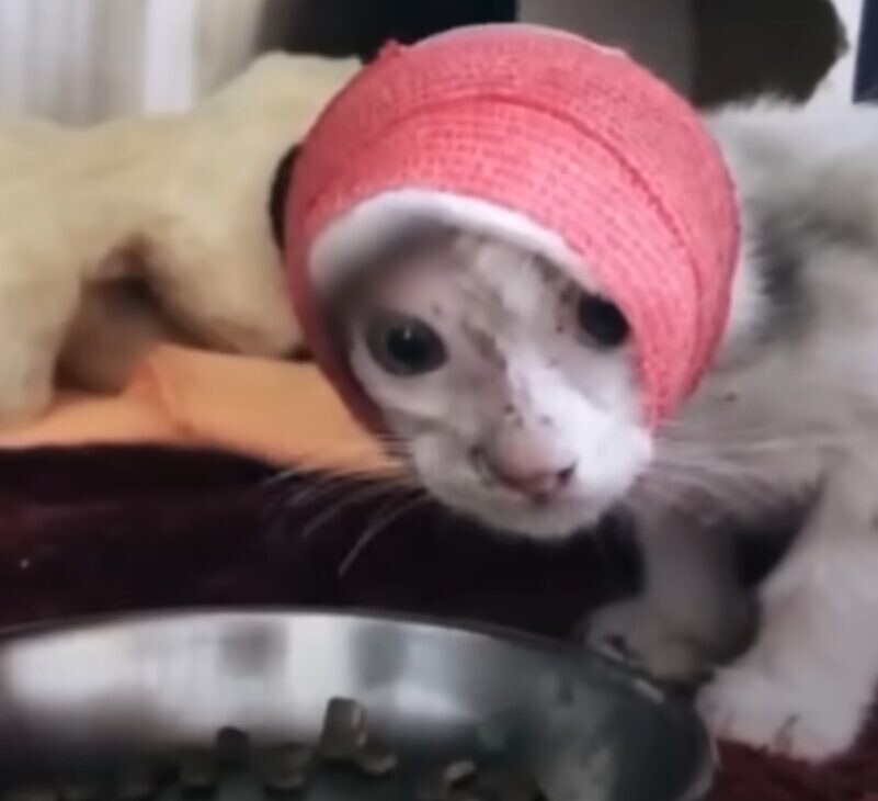 子猫 獣医師