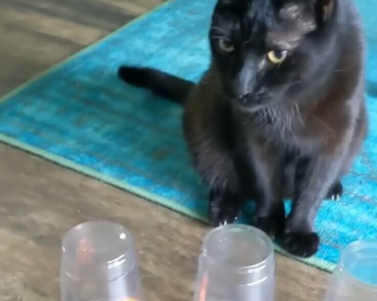 天才猫 保護猫